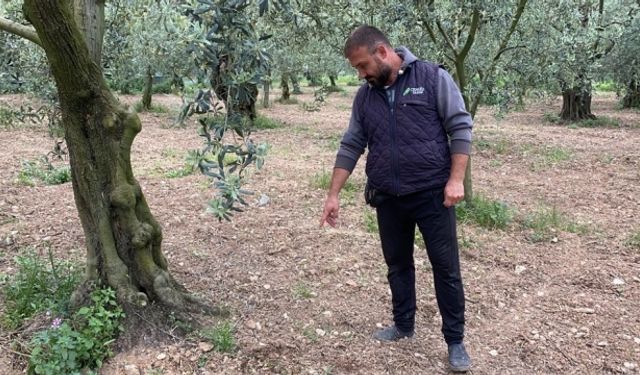 Abdulvahap mevkisinde 2200 yıllık roma dönemi parası sikke bulundu