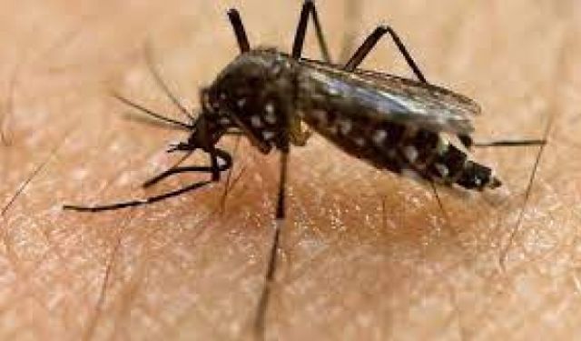 İstanbul'da Aedes Sivrisineği Tehdidi Büyüyor,Beyni Küçülten Sinek Isırığı kabusu yaşanıyor