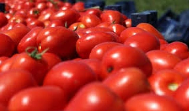 Domatese ihracat kontrolü geldi,Bakanlık salça ve domates konservesi ihracatına kayıt şartı getirdi